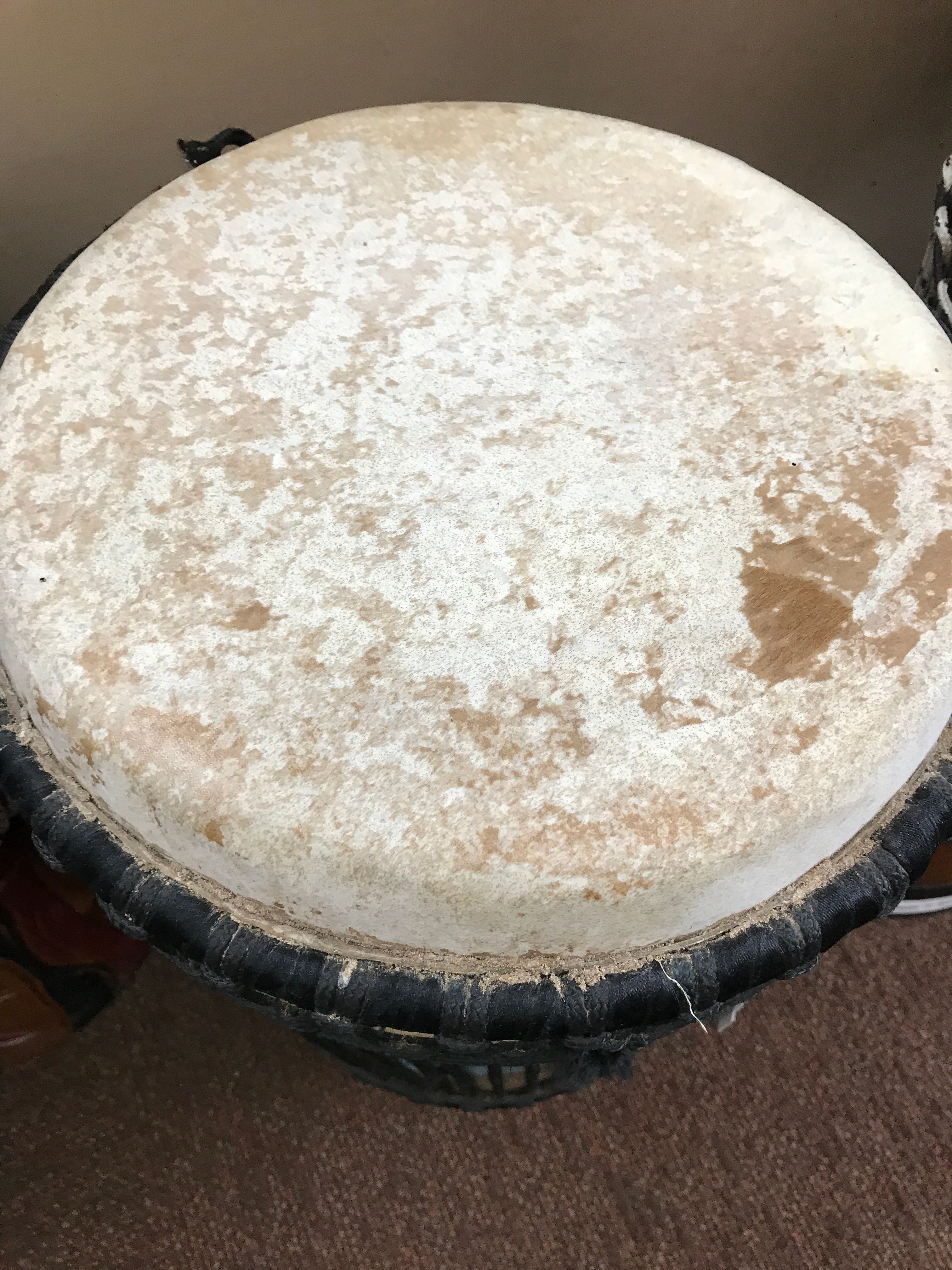 Senegal Rhumba (Large) 11" Head - 20 Inches Tall