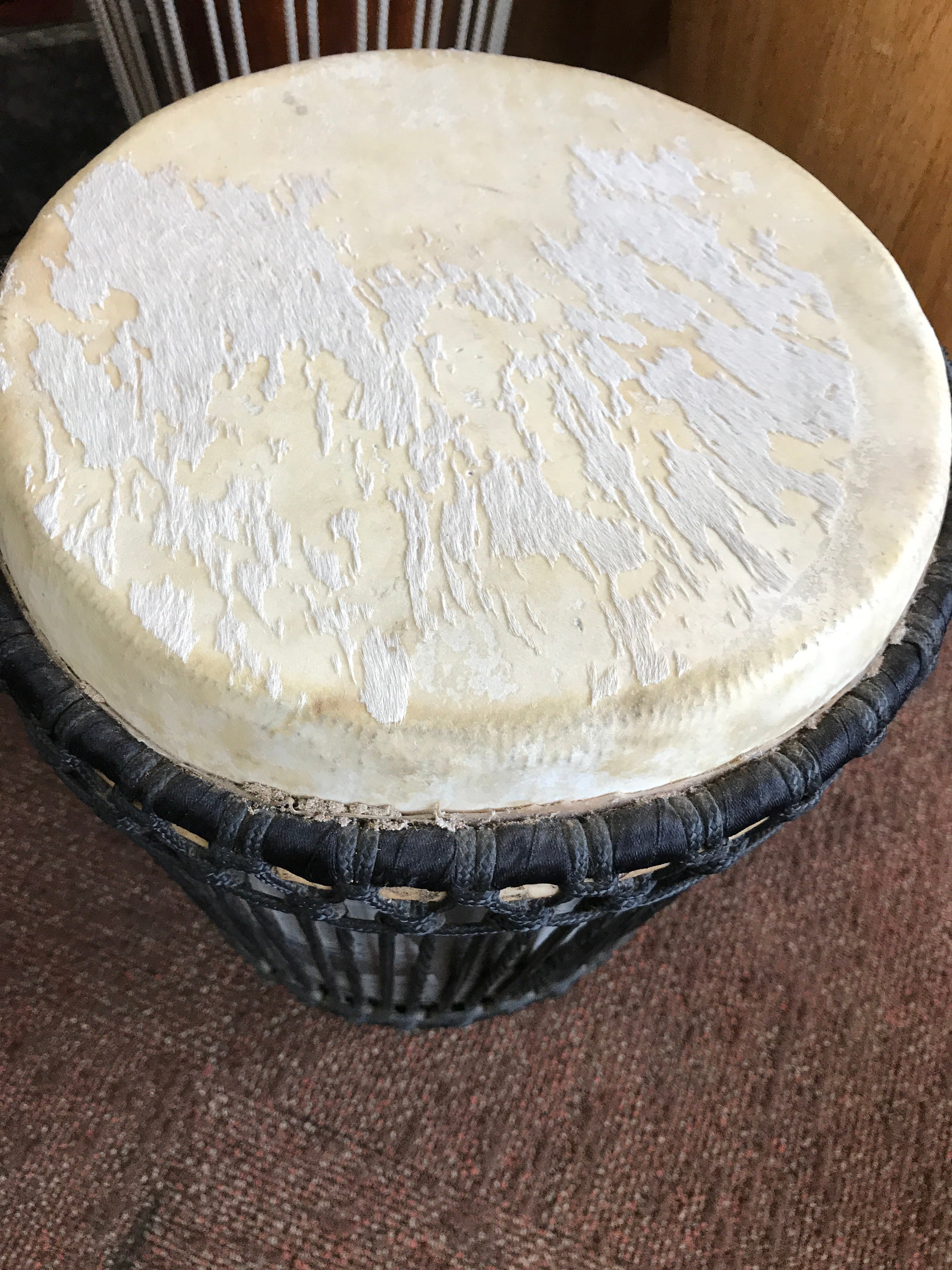 Senegal Rhumba (Small) 11" Head - 16 Inches Tall